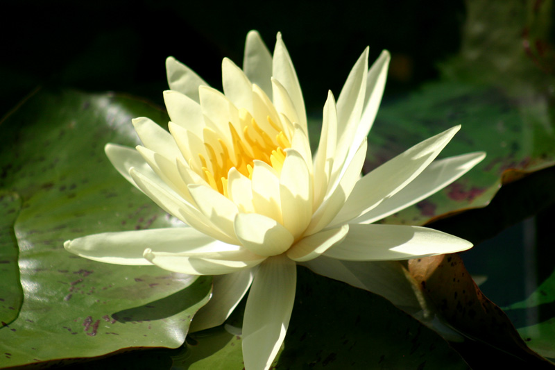 Nymphaea ‘Yellow Queen’