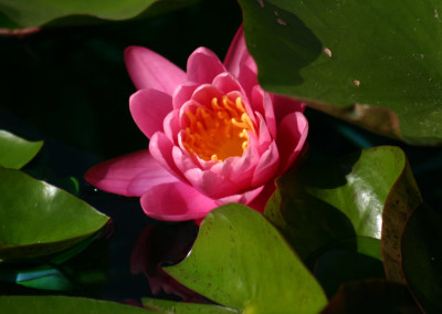 Nymphaea 'Yuh Ling'