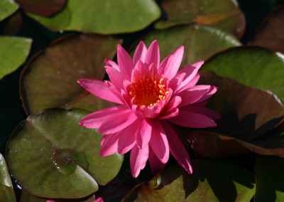 Nymphaea ‘Perry’s Viviparous Pink’