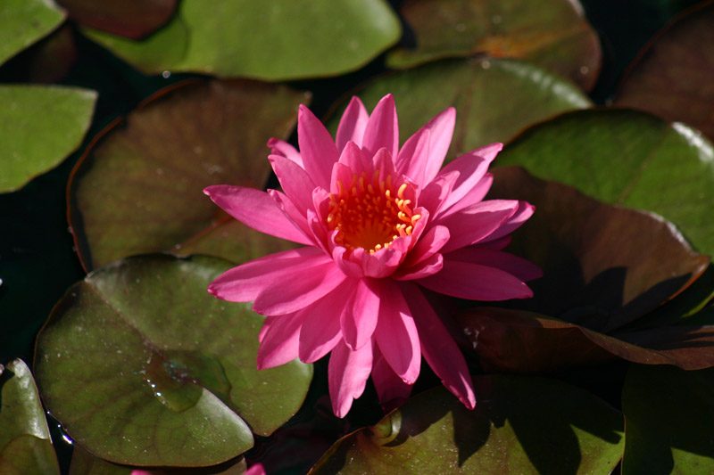 Nymphaea ‘Perry’s Viviparous Pink’