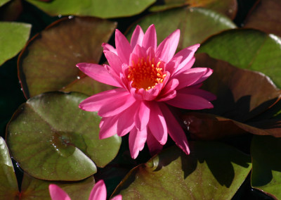 Nymphaea 'Perry's Viviparous Pink'