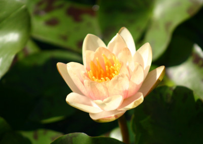 Nymphaea ‘Paul Hariot’