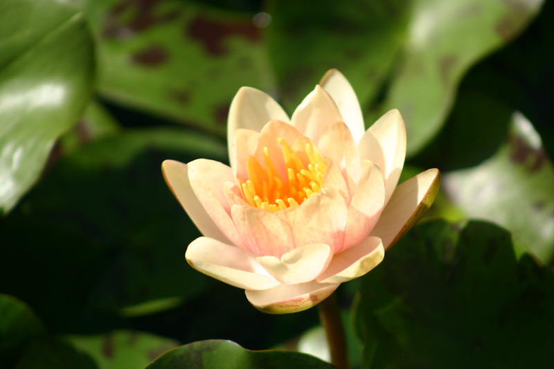 Nymphaea ‘Paul Hariot’