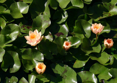 Nymphaea 'Paul Hariot'