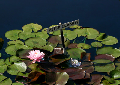 Nymphaea 'Peter Slocum'