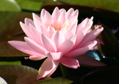 Nymphaea ‘Peter Slocum’