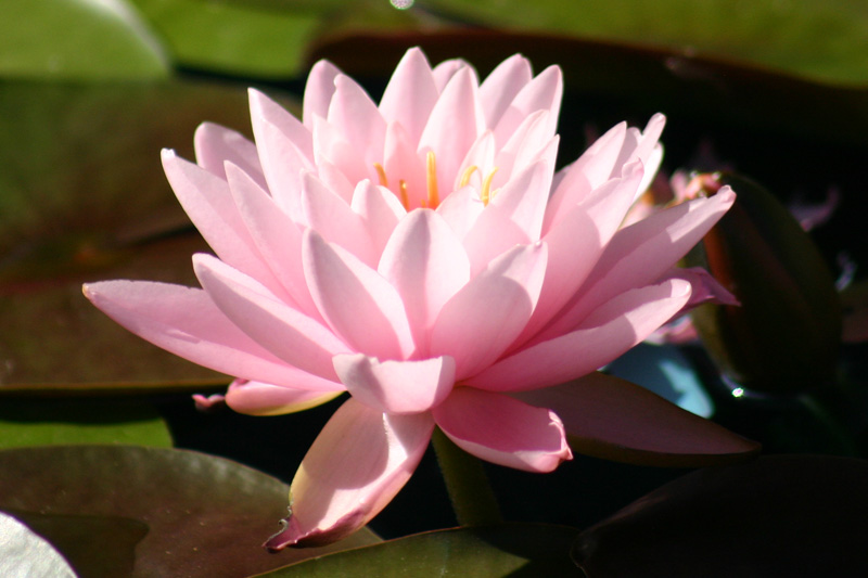 Nymphaea ‘Peter Slocum’