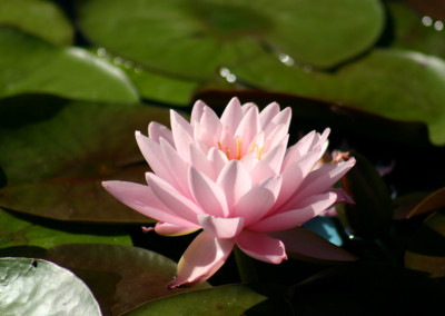 Nymphaea 'Peter Slocum'