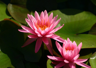 Nymphaea 'Perry's Rich Rose'