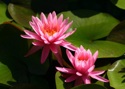 Nymphaea ‘Perry’s Rich Rose’