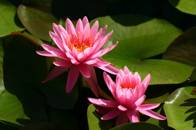 Nymphaea ‘Perry’s Rich Rose’