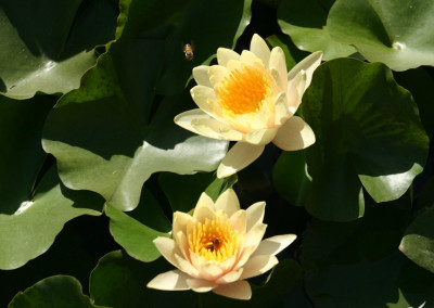 Nymphaea 'Chrysantha'