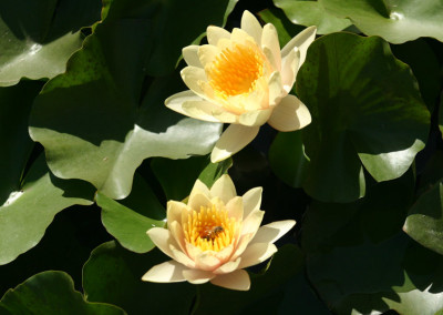 Nymphaea 'Chrysantha'