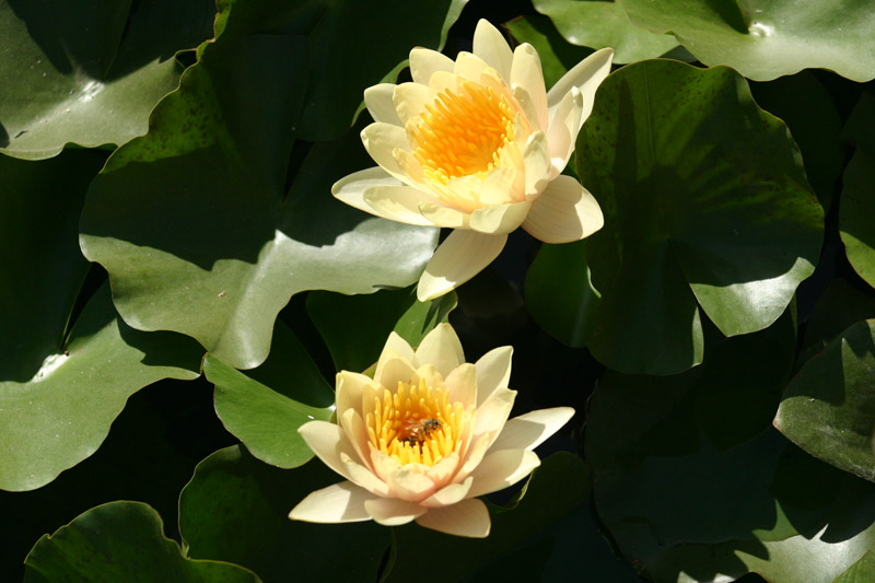 Nymphaea ‘Chrysantha’