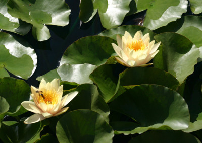 Nymphaea 'Chrysantha'