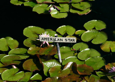 Nymphaea 'American Star'