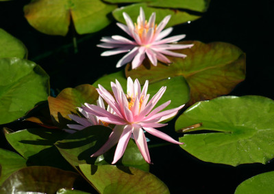 Nymphaea 'American Star'