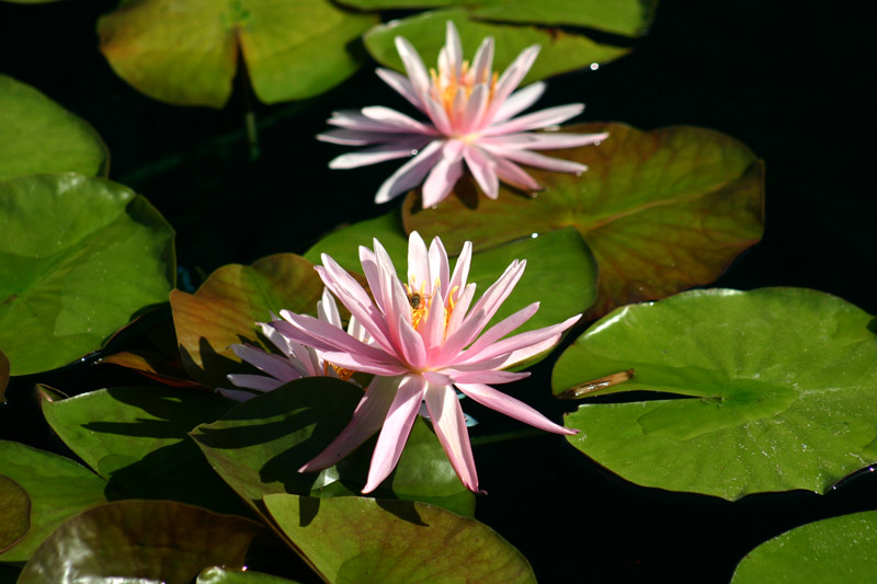 Nymphaea ‘American Star’