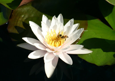 Nymphaea ‘Marliacea Carnea’