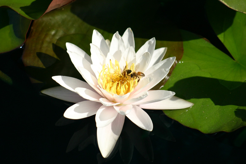 Nymphaea ‘Marliacea Carnea’