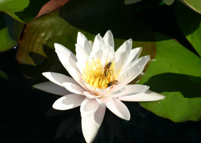 Nymphaea 'Marliacea Carnea'