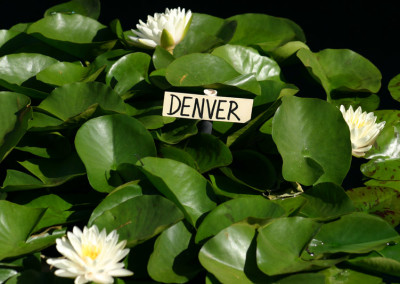 Nymphaea 'Denver'