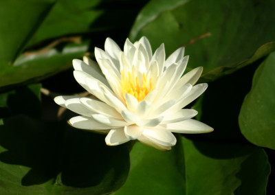 Nymphaea 'Denver'