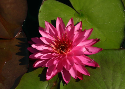 Nymphaea 'Mayla'