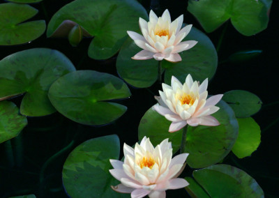 Nymphaea 'Clyde Ikins'