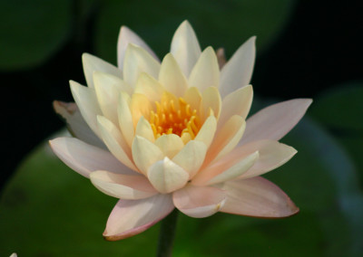 Nymphaea 'Clyde Ikins'