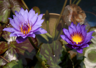 Nymphaea 'William McLane'