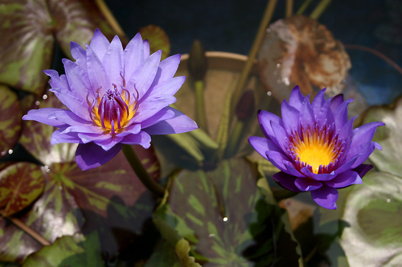 Nymphaea ‘William McLane’