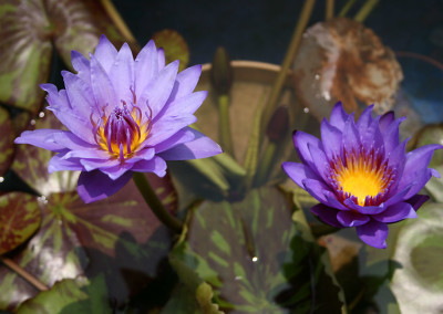 Nymphaea 'William McLane'