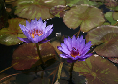 Nymphaea 'William McLane'