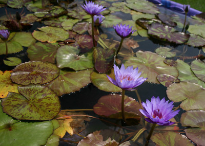 Nymphaea 'William McLane'