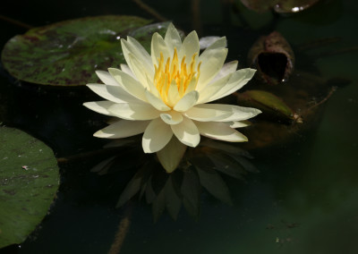 Nymphaea 'Barbara Dobbins'