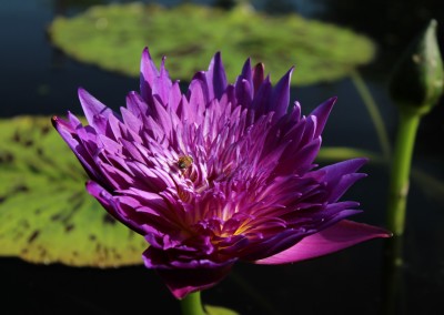 Nymphaea 'Plum Crazy'