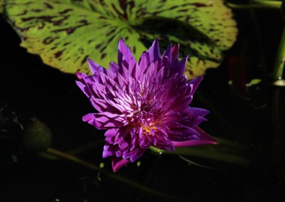 Nymphaea 'Plum Crazy'