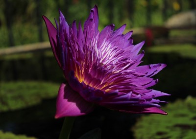 Nymphaea 'Plum Crazy'