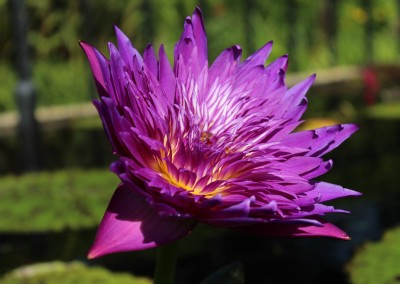 Nymphaea 'Plum Crazy'