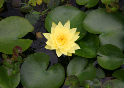 Nymphaea 'Joey Tomocik'