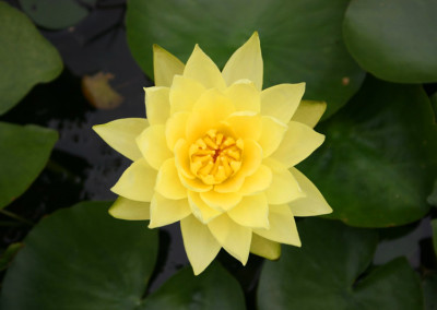 Nymphaea 'Joey Tomocik'