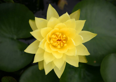 Nymphaea ‘Joey Tomocik’