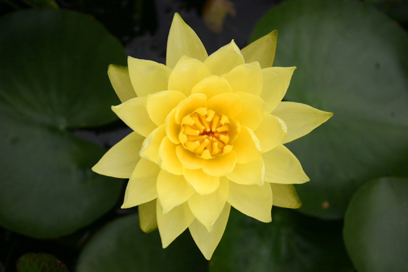 Nymphaea ‘Joey Tomocik’