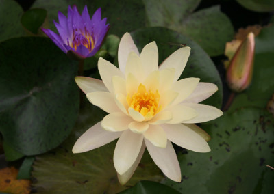 Nymphaea 'Barbara Dobbins'