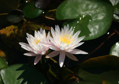 Nymphaea 'Pink Starlet'