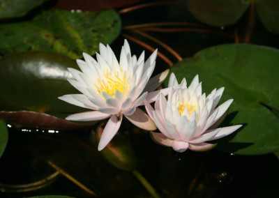 Nymphaea 'Pink Starlet'