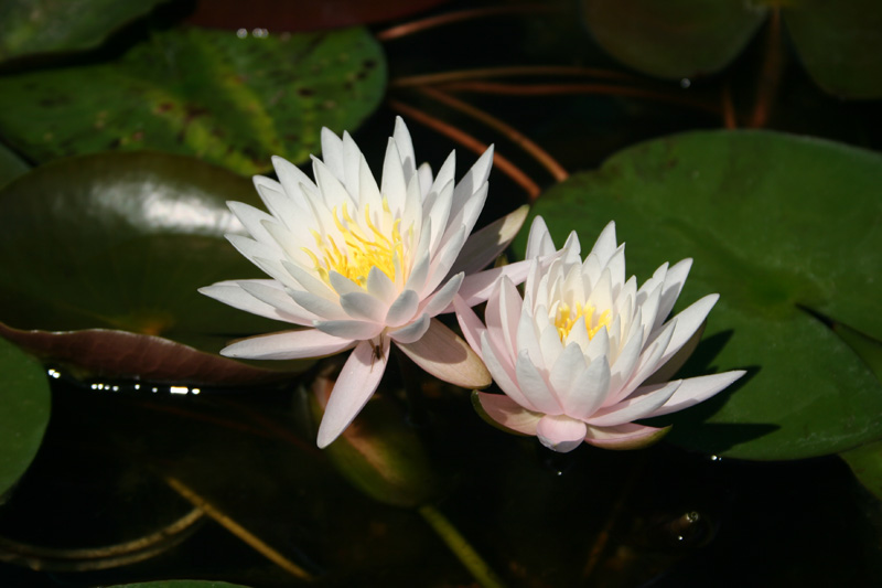 Nymphaea ‘Pink Starlet’