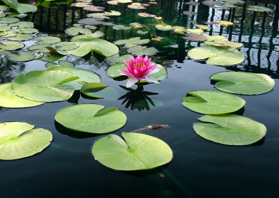 Nymphaea 'Attraction'