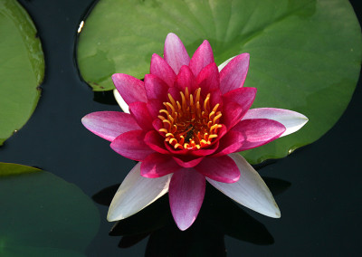 Nymphaea ‘Attraction’